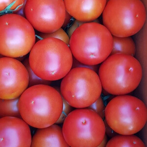 해맑은상상 밀양팜,완숙토마토3kg,{밀양물산 주식회사}