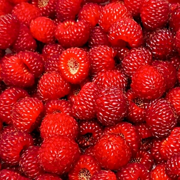 해맑은상상 밀양팜,산에서 자란 산딸기 생과 500g / 1kg (특사이즈),{밀양물산 주식회사}