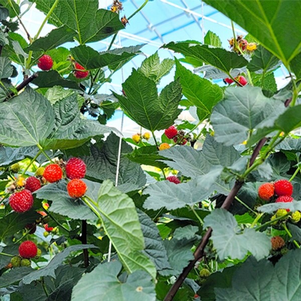 해맑은상상 밀양팜,산에서 자란 산딸기 생과 500g / 1kg (특사이즈),{밀양물산 주식회사}