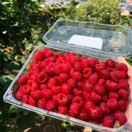 산에서 자란 산딸기 생과 500g / 1kg (특사이즈)