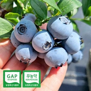 [예약판매] 탱글탱글 톡톡! 친환경 블루베리 1kg 무농약 생과