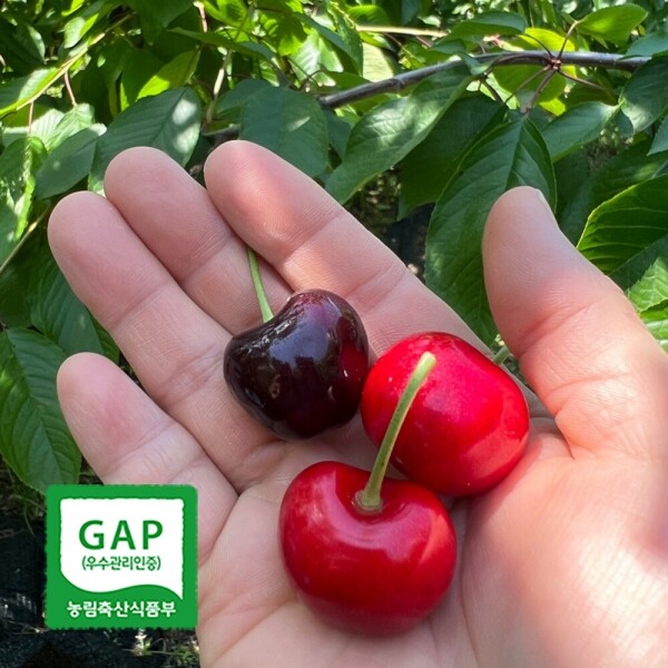 해맑은상상 밀양팜,GAP인증 새콤달콤 프리미엄 국산 생체리 1kg / 1년에 3주만 수확,{밀양물산 주식회사}