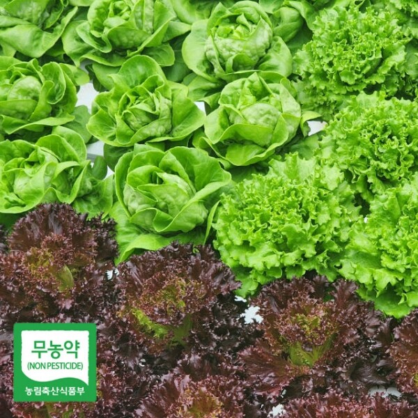 해맑은상상 밀양팜,친환경 유럽형 샐러드 상추 1.8kg(4~8종) 유러피안 쌈 채소 무농약 인증,{밀양물산 주식회사}