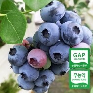 [예약판매] 노지에서 자란 국산 무농약 블루베리 생과 1kg