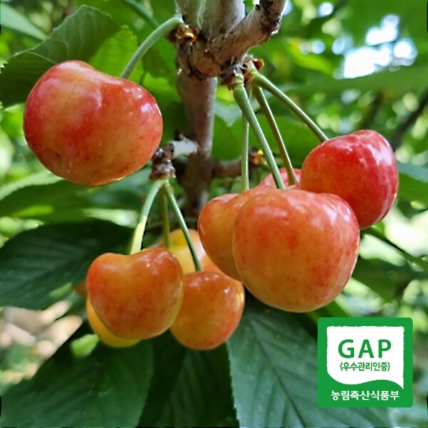 해맑은상상 밀양팜,경남 밀양 GAP 인증 수확당일발송 국산 생체리 1kg,{밀양물산 주식회사}