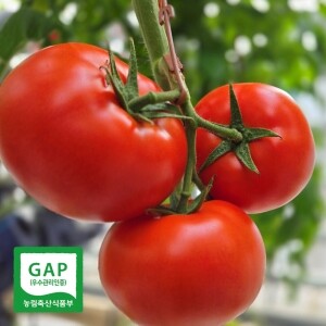 경남 밀양 GAP 인증 유럽 완숙 토마토 5kg (소,중,대)