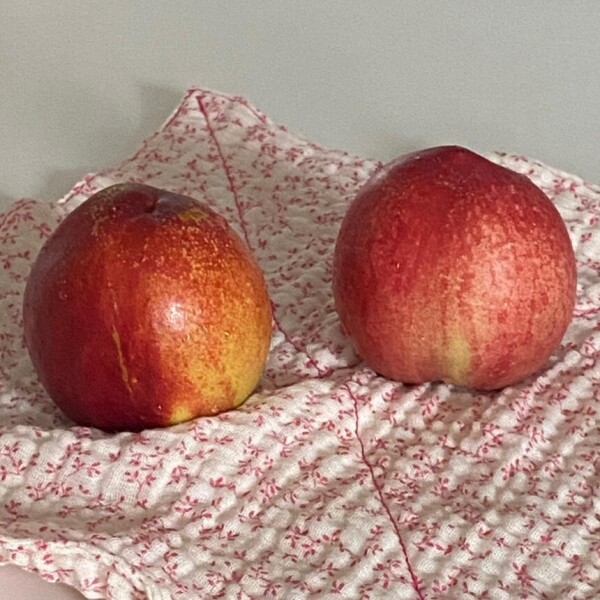 해맑은상상 밀양팜,신선복숭아 신비복숭아 2kg 고당도 산지직송,{밀양물산 주식회사}