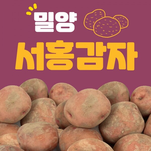 [밀양물산주식회사]밀양 서홍 감자