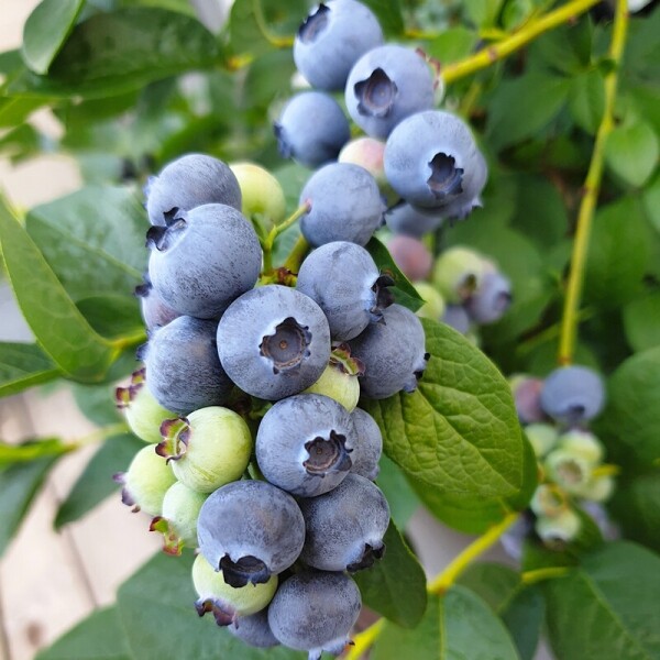 국산 생 블루베리 250g 4개 생과 1kg