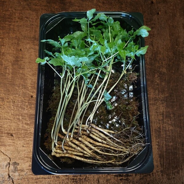 해맑은상상 밀양팜,GAP인증 청정 새싹삼 삼미르 새싹 인삼 당일 수확 발송,{밀양물산 주식회사}
