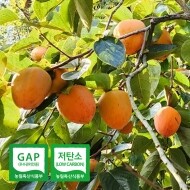 2023년 고당도 햇 대봉감10kg