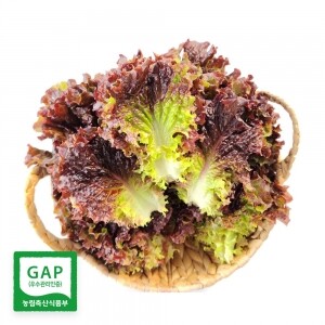경남 밀양 GAP 인증 매일수확 신선한 쌈채소 꽃상추 (500g/1kg/2kg)