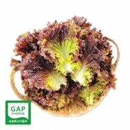경남 밀양 GAP 인증 매일수확 신선한 쌈채소 꽃상추 (500g/1kg/2kg)